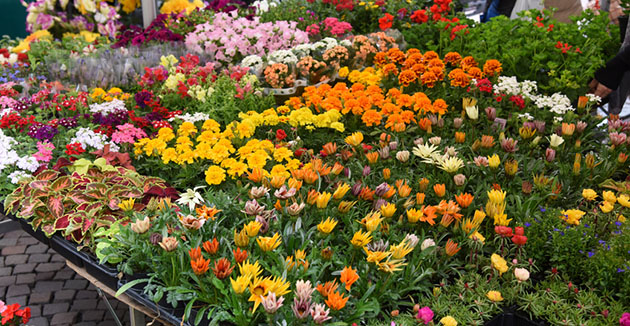 bancarella fiori mercato